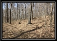 More of The Woods at Pike Forest - Tract 11