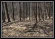 More of The Woods at Pike Forest - Tract 11