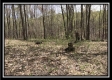More of Tract 7 - The Woods at Pike Forest