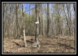 More of Tract 7 - The Woods at Pike Forest