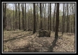 Tract 7 - The Woods at Pike Forest property photo