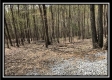 More of Tract 8 - The Woods at Pike Forest