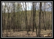 More of Tract 8 - The Woods at Pike Forest