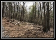 Tract 8 - The Woods at Pike Forest property photo
