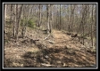 More of Tract 6 - The Woods at Pike Forest