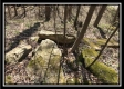 Tract 6 - The Woods at Pike Forest property photo