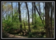 More of Tract 4 - Dent Road Farm