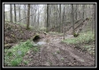 More of Tract 1 - The Woods at Pike Forest