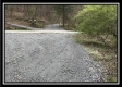 More of Tract 2 - The Woods at Pike Forest