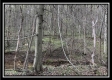 More of Tract 2 - The Woods at Pike Forest