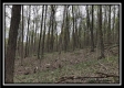 More of Tract 2 - The Woods at Pike Forest