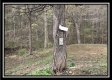More of Tract 2 - The Woods at Pike Forest