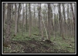 Tract 2 - The Woods at Pike Forest property photo