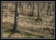More of The Woods at Pike Forest - Tract 5