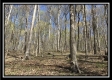 More of The Woods at Pike Forest - Tract 5
