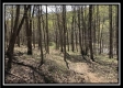 The Woods at Pike Forest - Tract 5 property photo