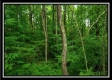 More of Tract 7 - The Views at Feathers Ridge Farm