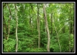 More of Tract 7 - The Views at Feathers Ridge Farm