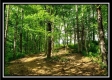 More of Tract 6 - The Views at Feathers Ridge Farm