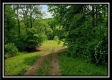 More of Tract 6 - The Views at Feathers Ridge Farm