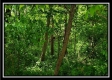 Tract 6 - The Views at Feathers Ridge Farm property photo