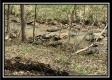 Tract 4 - The Woods at Pike Forest property photo