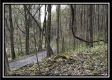 Tract 4 - The Woods at Pike Forest property photo