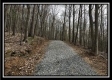 More of Tract 9 - The Woods at Pike Forest