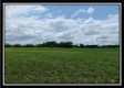 Tract 7 - Pleasant Valley Woods property photo