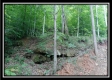 More of Tract 4 - Demazie Hollow on Shawnee State Forest