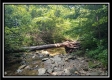 Tract 4 - Demazie Hollow on Shawnee State Forest property photo