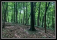 More of Tract 6 - Pleasant Valley Woods