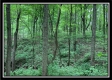 More of Tract 3 - Pleasant Valley Woods
