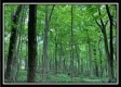 More of Tract 3 - Pleasant Valley Woods