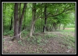 Tract 3 - Pleasant Valley Woods property photo