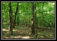 More of Tract 4 - The Views at Feathers Ridge Farm
