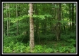 More of Tract 8 - The Views at Feathers Ridge Farm