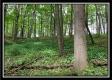 More of Tract 5 - Pleasant Valley Woods