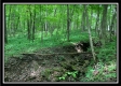 More of Tract 5 - Pleasant Valley Woods