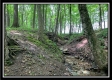More of Tract 4 - Pleasant Valley Woods