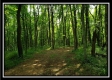 More of Tract 1 - The Views at Feathers Ridge Farm