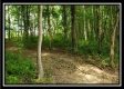Tract 1 - The Views at Feathers Ridge Farm property photo