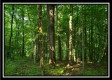 More of Tract 3 - The Views at Feathers Ridge Farm