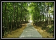 More of Tract 3 - The Views at Feathers Ridge Farm