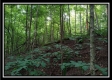 Tract 1 - Hampton Woods property photo