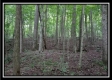 Tract 1 - Hampton Woods property photo