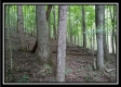 More of Tract 1 - Hampton Woods