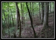Tract 1 - Hampton Woods property photo