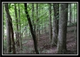 Tract 1 - Hampton Woods property photo