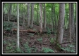 Tract 1 - Hampton Woods property photo